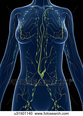 Clipart - Female lymphatic system, artwork. Fotosearch