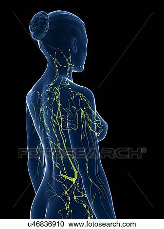 Clipart - Female lymphatic system, artwork. Fotosearch