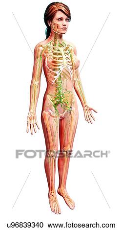 Female lymphatic system, artwork View Large Illustration Clipart - Female lymphatic system, artwork. Fotosearch
