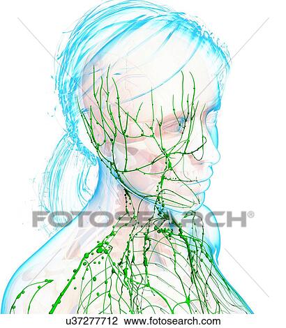 Female lymphatic system, artwork View Large Illustration Drawing - Female lymphatic system, artwork. Fotosearch