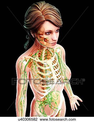 Female lymphatic system, artwork View Large Illustration Drawing - Female lymphatic system, artwork. Fotosearch