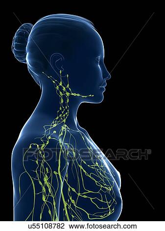 Drawing - Female lymphatic system, artwork. Fotosearch