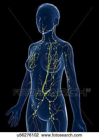 Drawing - Female lymphatic system, artwork. Fotosearch