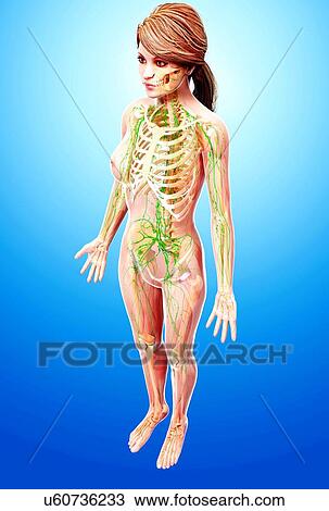 Female lymphatic system, artwork View Large Illustration Drawing - Female lymphatic system, artwork. Fotosearch