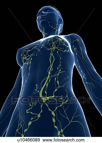 Female lymphatic system, artwork View Large Illustration Stock Illustration - Female lymphatic system, artwork. Fotosearch
