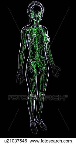 Female lymphatic system, artwork View Large Illustration Stock Illustration - Female lymphatic system, artwork. Fotosearch