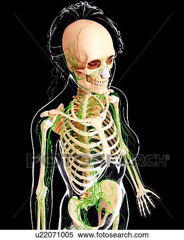 Female lymphatic system, artwork View Large Illustration Stock Illustration - Female lymphatic system, artwork. Fotosearch