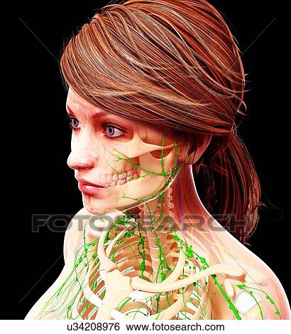 Female lymphatic system, artwork View Large Illustration Stock Illustration - Female lymphatic system, artwork. Fotosearch