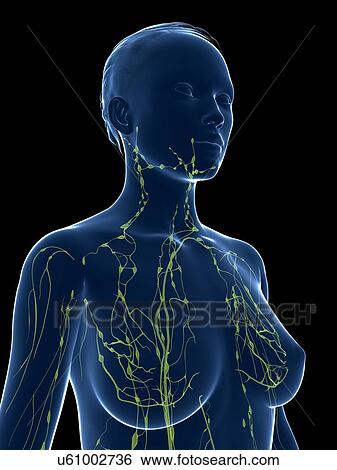 Female lymphatic system, artwork View Large Illustration Stock Illustration - Female lymphatic system, artwork. Fotosearch