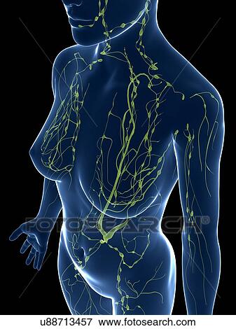 Stock Illustration - Female lymphatic system, artwork. Fotosearch