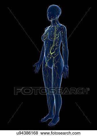 Stock Illustration - Female lymphatic system, artwork. Fotosearch