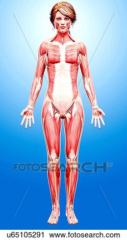 Female musculature, artwork View Large Illustration Clip Art - Female musculature, artwork. Fotosearch