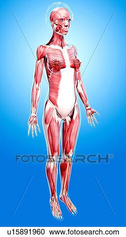 Female musculature, artwork View Large Illustration Clipart - Female musculature, artwork. Fotosearch