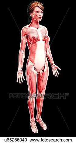 Clipart - Female musculature, artwork. Fotosearch