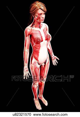 Clipart - Female musculature, artwork. Fotosearch
