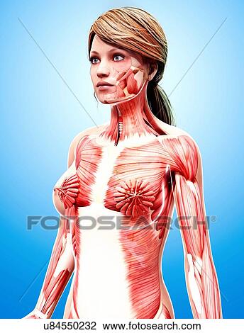 Drawing - Female musculature, artwork. Fotosearch