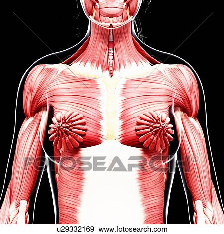 Female musculature, artwork View Large Illustration Stock Illustration - Female musculature, artwork. Fotosearch