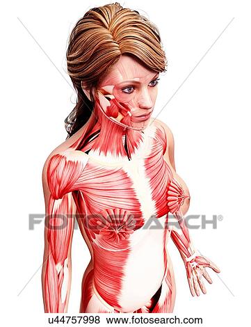 Stock Illustration - Female musculature, artwork. Fotosearch