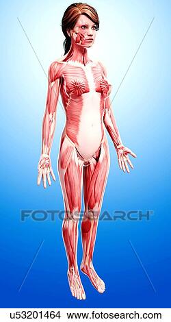Stock Illustration - Female musculature, artwork. Fotosearch