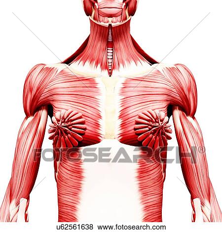 Stock Illustration - Female musculature, artwork. Fotosearch