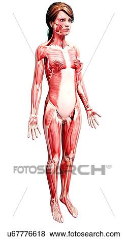 Stock Illustration - Female musculature, artwork. Fotosearch