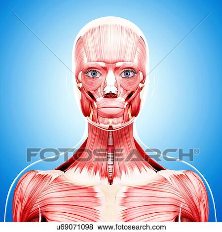 Female musculature, artwork View Large Illustration Stock Illustration - Female musculature, artwork. Fotosearch