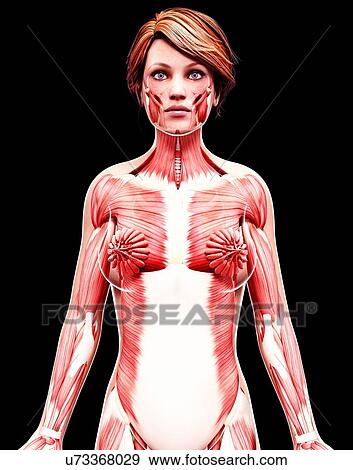 Stock Illustration - Female musculature, artwork. Fotosearch