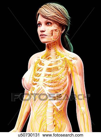 Female nervous system, artwork View Large Illustration Clip Art - Female nervous system, artwork. Fotosearch