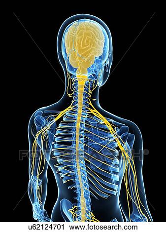 Female nervous system, artwork View Large Illustration Clip Art - Female nervous system, artwork. Fotosearch