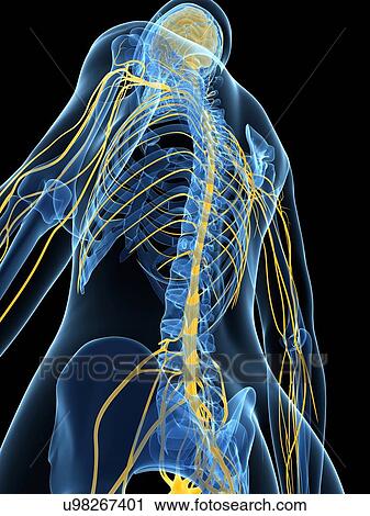 Female nervous system, artwork View Large Illustration Clip Art - Female nervous system, artwork. Fotosearch