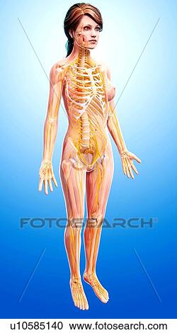 Female nervous system, artwork View Large Illustration Clipart - Female nervous system, artwork. Fotosearch