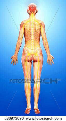 Female nervous system, artwork View Large Illustration Clipart - Female nervous system, artwork. Fotosearch