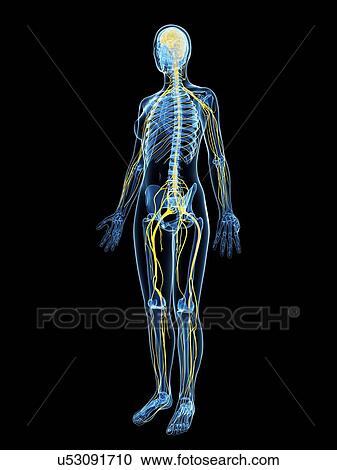 Female nervous system, artwork View Large Illustration Clipart - Female nervous system, artwork. Fotosearch