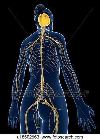 Female nervous system, artwork View Large Illustration Drawing - Female nervous system, artwork. Fotosearch