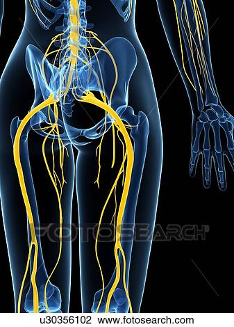 Female nervous system, artwork View Large Illustration Drawing - Female nervous system, artwork. Fotosearch