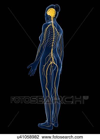 Drawing - Female nervous system, artwork. Fotosearch