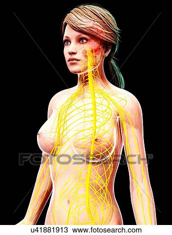 Female nervous system, artwork View Large Illustration Drawing - Female nervous system, artwork. Fotosearch