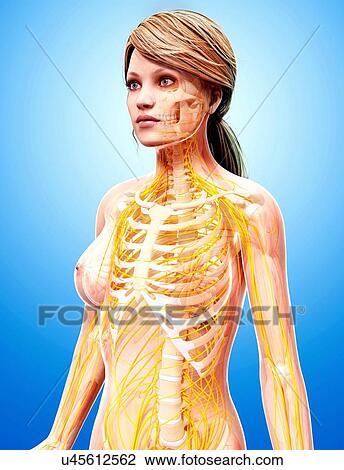 Drawing - Female nervous system, artwork. Fotosearch