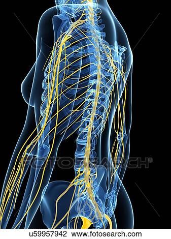 Female nervous system, artwork View Large Illustration Drawing - Female nervous system, artwork. Fotosearch