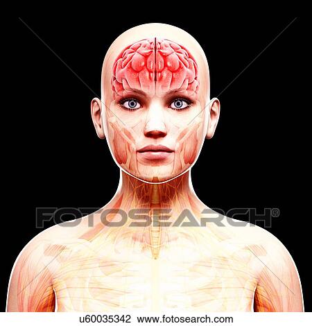 Drawing - Female nervous system, artwork. Fotosearch