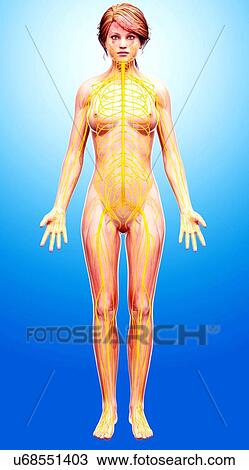 Drawing - Female nervous system, artwork. Fotosearch