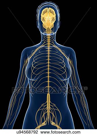 Female nervous system, artwork View Large Illustration Drawing - Female nervous system, artwork. Fotosearch