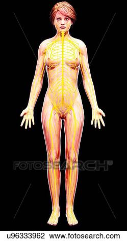 Female nervous system, artwork View Large Illustration Drawing - Female nervous system, artwork. Fotosearch
