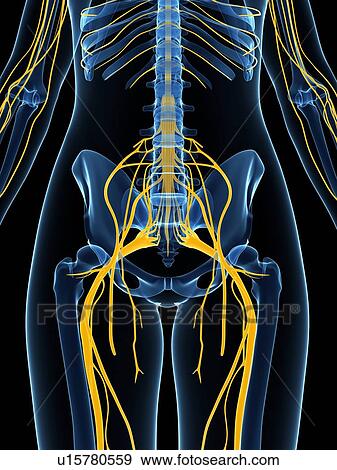 Stock Illustration - Female nervous system, artwork. Fotosearch