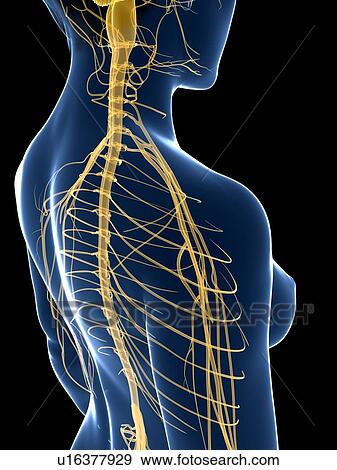 Female nervous system, artwork View Large Illustration Stock Illustration - Female nervous system, artwork. Fotosearch