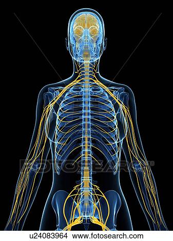 Stock Illustration - Female nervous system, artwork. Fotosearch