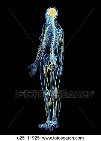 Stock Illustration - Female nervous system, artwork. Fotosearch