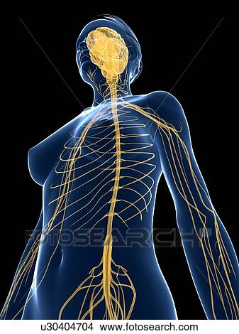 Female nervous system, artwork View Large Illustration Stock Illustration - Female nervous system, artwork. Fotosearch