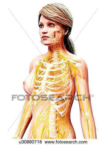 Female nervous system, artwork View Large Illustration Stock Illustration - Female nervous system, artwork. Fotosearch