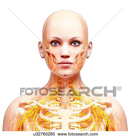 Stock Illustration - Female nervous system, artwork. Fotosearch